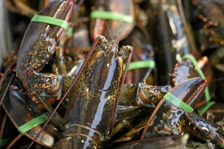 It's all change in China's lobster market as tariffs reconfigure established trade patterns.