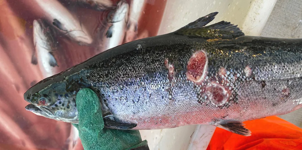 . Bilder fra Tilsyn hos Salaks etter perlesnormanet kom inn i merden. Fisken har sår etter manetskade og sår med bakteriell sekundærinfeksjon. Den har også øyeskade (blødning) etter maneten.