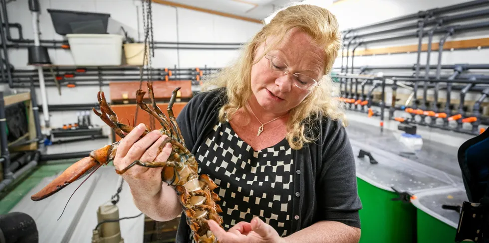 Forsker Ann-Lisbeth Agnalt ved Havforskningsinstituttet, her med amerikanske hummer i forbindelse med en tidligere sak.