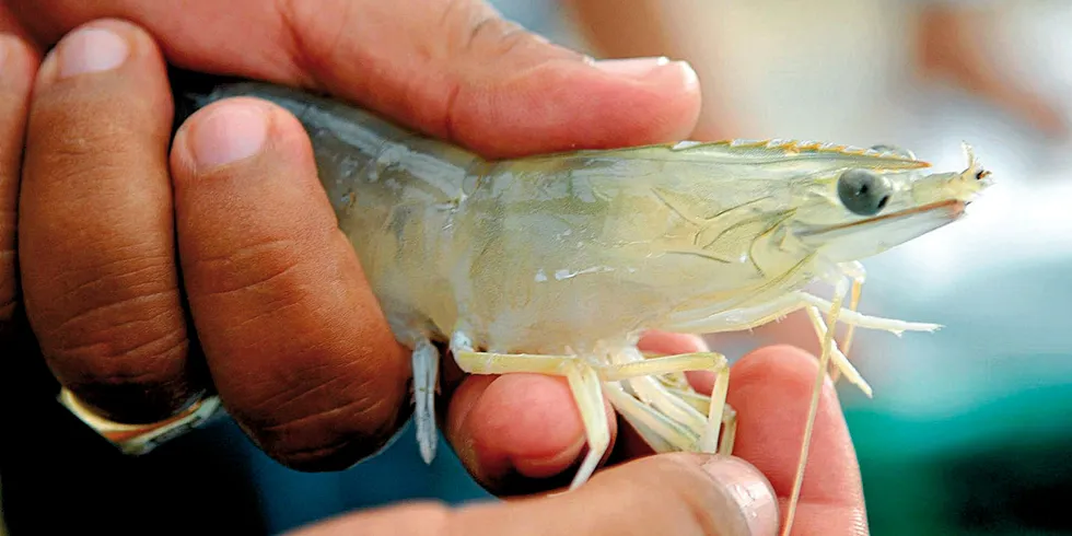 Development of the project is driven by demand for shrimp demand for Ecuador shrimp.