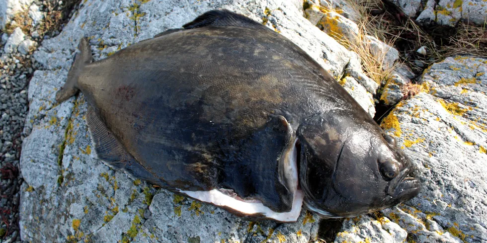 Nordic Halibut driver oppdrett av kveite, blant annet på Averøy i Møre og Romsdal