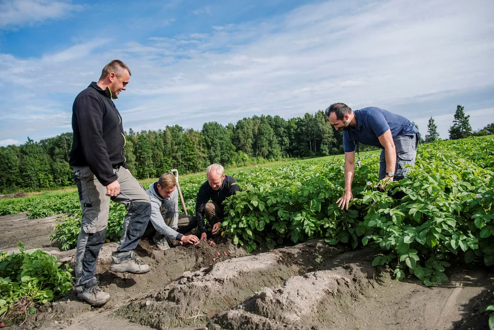 Bonde Åsmund Bjertnæs (nummer to fra høyre) opplever at veldig få norske ungdommer vil ta sesongarbeid på gården, mens utenlandske arbeidere, her ved polske Jarek Pieklik (fra venstre), Pawel Bednarski og Zbyszek Zawadzki, kommer igjen år etter år. Foto: Fartein Rudjord