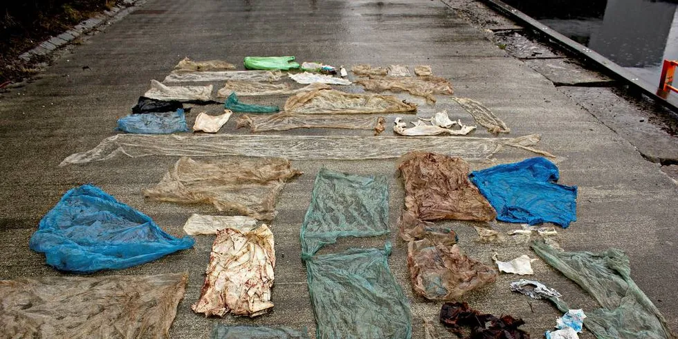 MENGDER: Over 30 plastposer og store mengder mikroplast var det i magesekken til gåsenebbhvalen som strandet på Sotra utenfor Bergen i fjor.Foto: CHRISTOPH NOEVER / UNIVERSITETET I BERGEN
