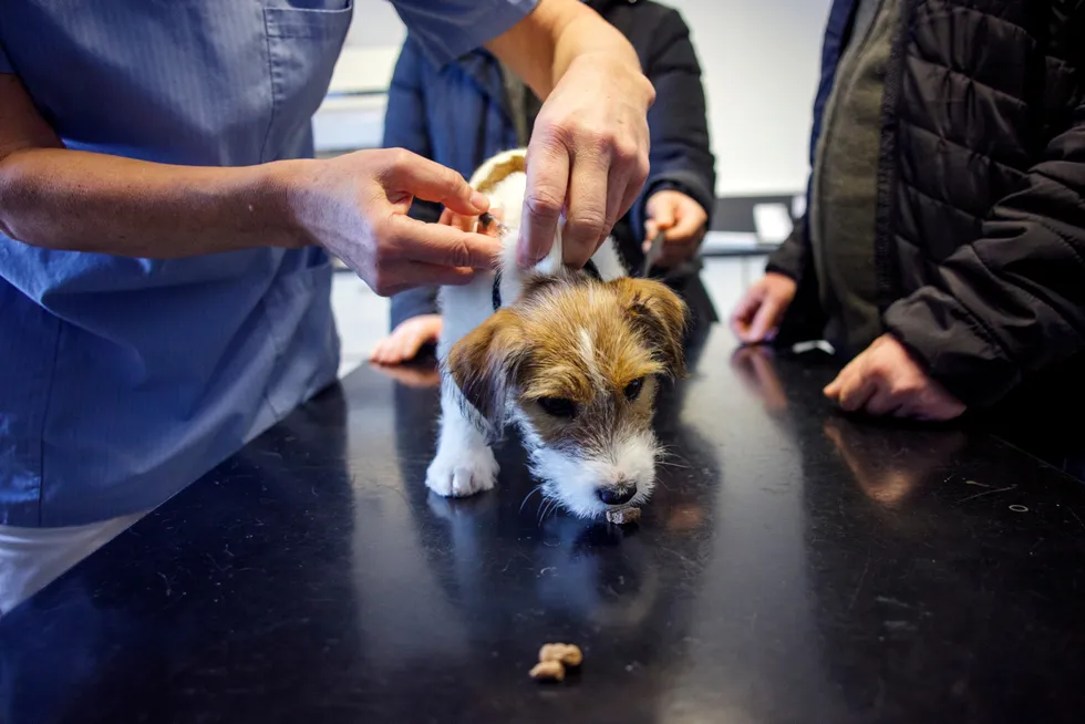 Veterinærer som jobber med familiedyr er mer positiv enn andre veterinærer til dødshjelp hos mennesker, skriver forskeren.