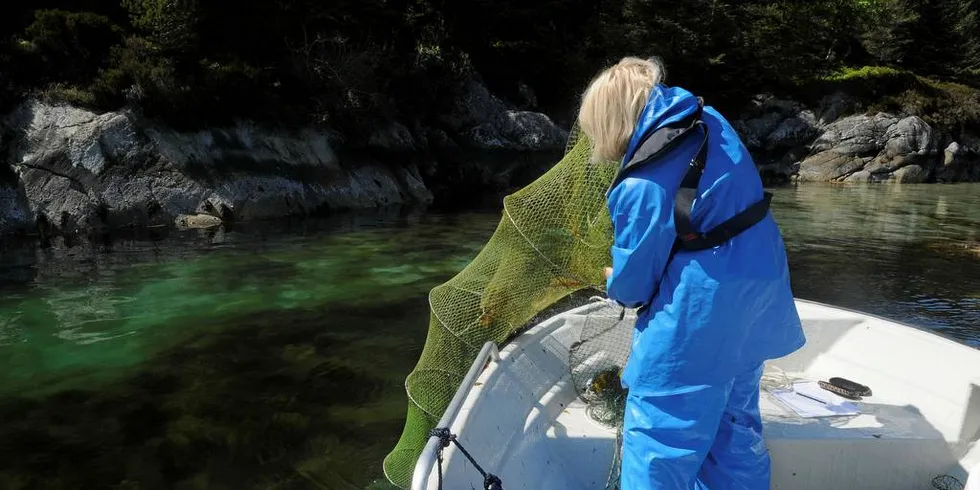 Forsker Anne Berit Skiftesvik ved Havforskningsinstiuttets forskningstasjonen i Austevoll gjør gyteundersøkelser av leppefisk en gang i uka fra begynnelsen av mai til gytinga er over.Illustrasjonsfoto: Kjersti Kvile