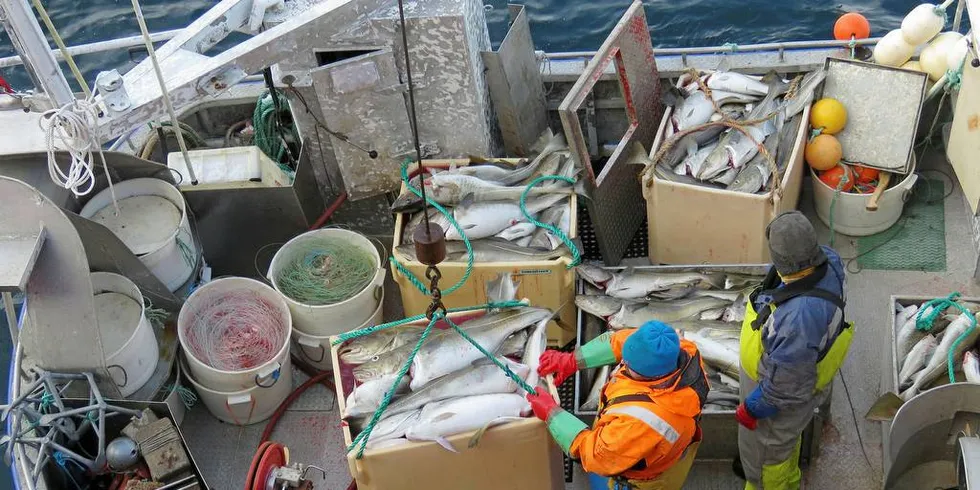 LEVERING: Litt småguffent vært har ikke plaget sjarkflåten i Lofoten nevneverdig. Her er det sjarken «Isabell» fra Herøy i Nordland som leverer linefanget påske-skrei hos Gadus Norway i Henningsvær. Foto: Jon Eirik Olsen