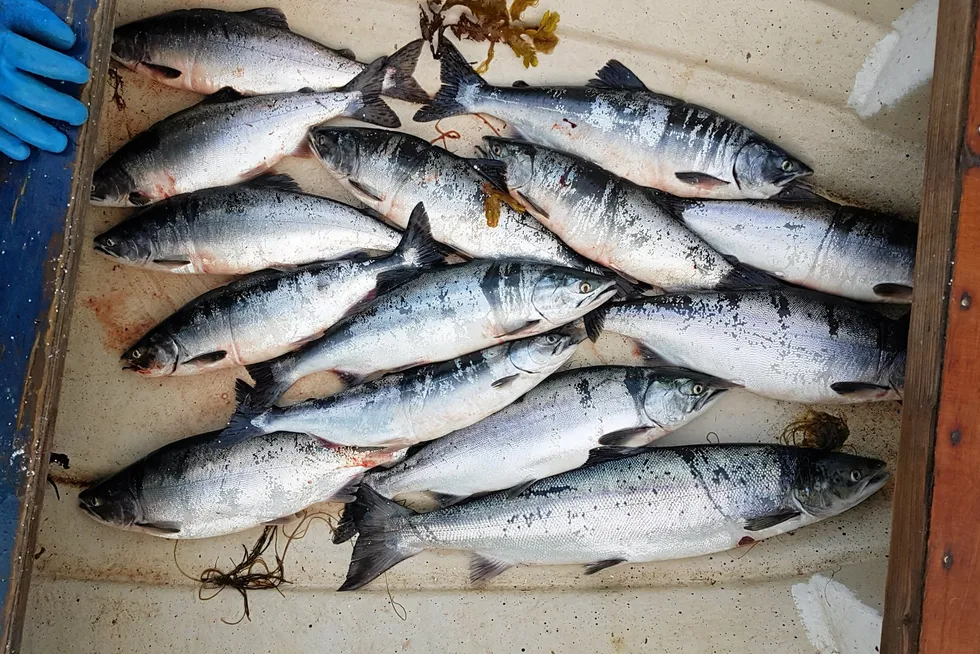 Pukkellaks er en ypperlige matfisk, før den går opp i elvene. Det skriver fiskekjøper Egil Johansen.