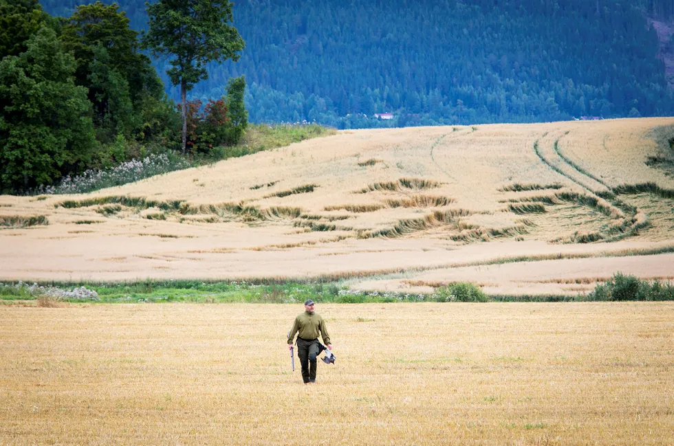 Elling Tryterud henter dagens andre duefangst ute på jordene ved Steinsletta. Når treskingen er i gang er timingen perfekt for duejakt. Duene kan gjøre skade på kornet som ennå ikke er slått og spesielt på «legden», der kornet har lagt seg i bakgrunnen. Foto: Gunnar Lier