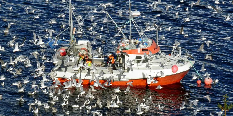 Fiske i Lofoten.Ill.foto: Jon Eirik Olsen