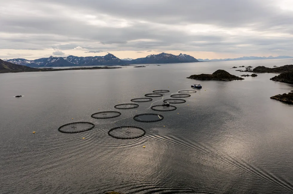 Egil Kristoffersen & Sønner sin lokalitet Hellfjorden ligg i produksjonsområde 9. Her er talet på dødfisk nesten 40 prosent lågare i fyrste halvår 2024 samanlikna med same periode i 2023.