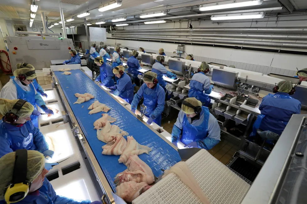 Fra Lerøy Norway Seafoods på Melbu. Filetering av skrei.