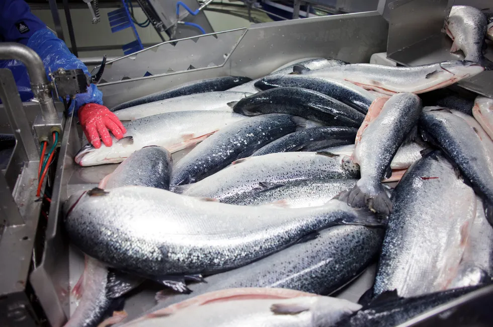 Lerøy Seafood Group produserer laks og ørret langs store deler av kysten i Norge. I tillegg eier selskapet halvparten av Scottish Sea Farms.