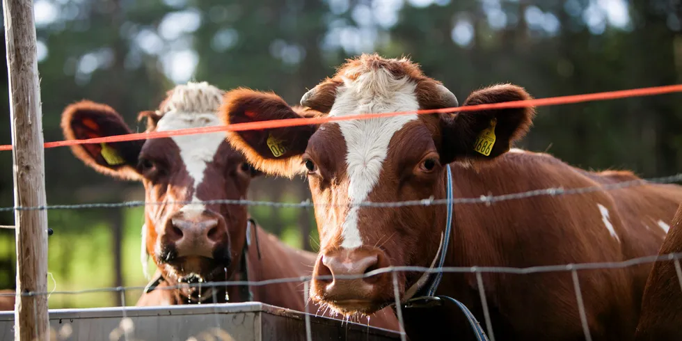 Mye tyder på at kumøkk kan brukes til å forsyne fly med klimavennlig drivstoff.