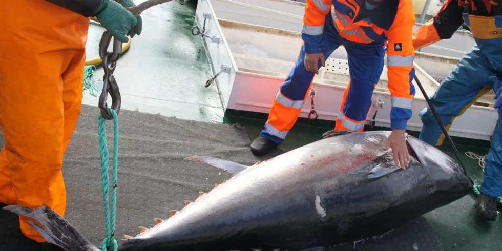 «Bluefin» skal igang med størjejakten i høst. Her en av de 191 makrellstørjene «Hillersøy» fanget i fjor. Arkivfoto: Torhild Måkestad Martinussen