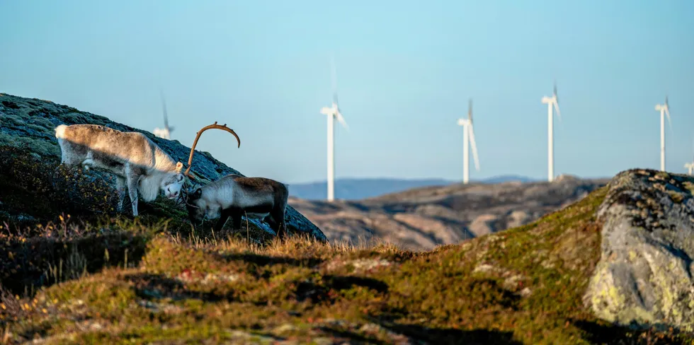 Sametinget har brutt samarbeidet med regjeringen om et utredningsprogram for vindkraftverkene på Fosen.