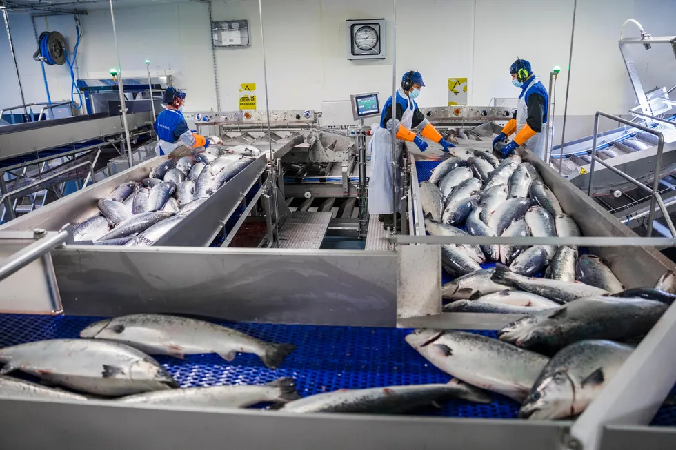 Hvis Dagens Næringsliv faktisk støtter tanken om at havbruket skal skattes ut fra reelle inntekter, bør de stille spørsmål ved hvorfor regjeringen foreslår å innføre normpriser og normprisråd, skriver artikkelforfatteren.