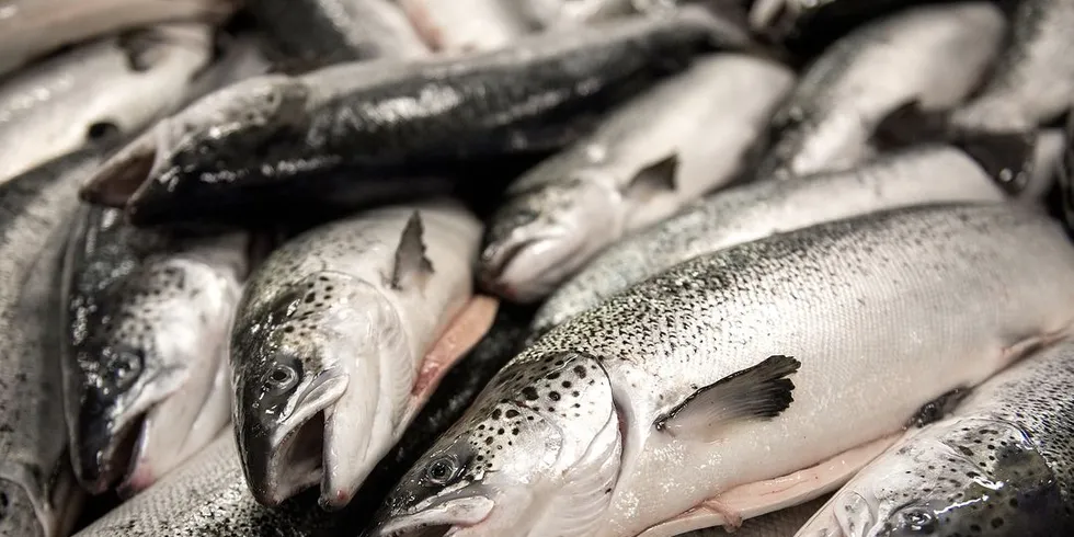 Fomas Fiskehelse og Miljø driver veterinærtjenester mot oppdrettsnæringen. Foto: Per Ståle Bugjerde