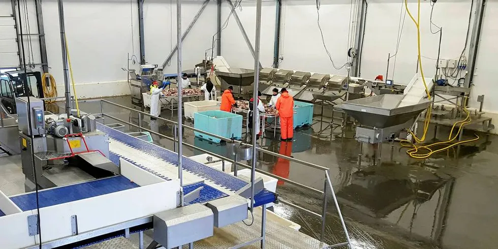 Allmenngjøring av lønns- og arbeidsvilkår for fiskeindustribedrifter videreføres melder NNN og Sjømat Norge i en pressemelding.Illustrasjonsfoto: Silje Kristoffersen, Nofima
