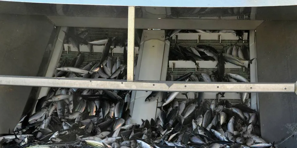 KNALLPRISER: «Harvest» fikk full uttelling på feltet mandag da de sikret seg 730 tonn makrell på ett kast. Fangsten er verdt nær 11 millioner kroner.Illustrasjonsfoto: Einar Lindbæk