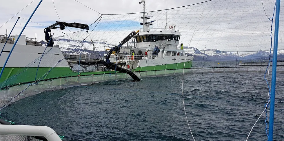 Illustrasjonsfoto: Mottak av smolt på Laxars lokalitet Sigmundurhus i Reydarfjördur på Island