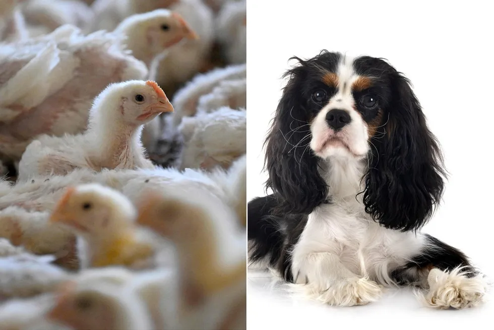 Pelsdyr, båsfjøs og king charles spaniel – lovverket beskytter stadig flere dyr. Kanskje står den uheldige kyllingen Ross 308 for tur?
