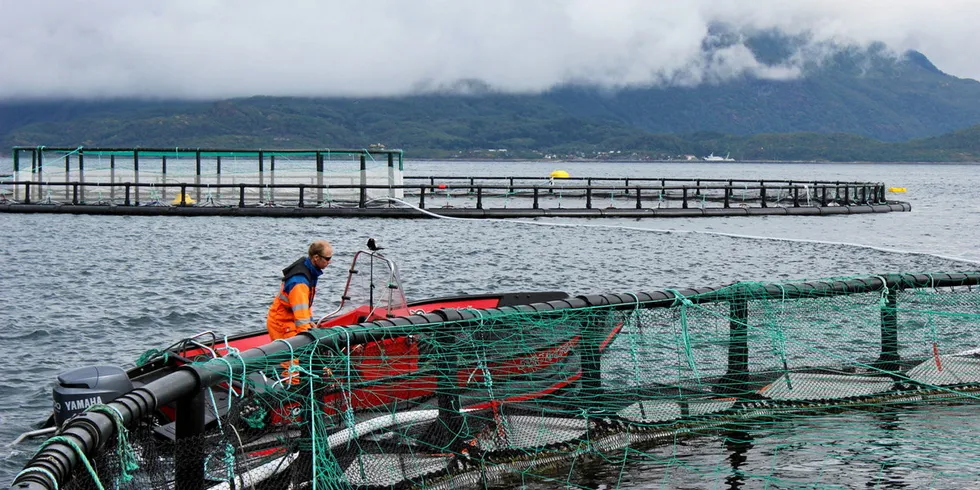 Røkter på merdkanten - han kjenner fisken sin.