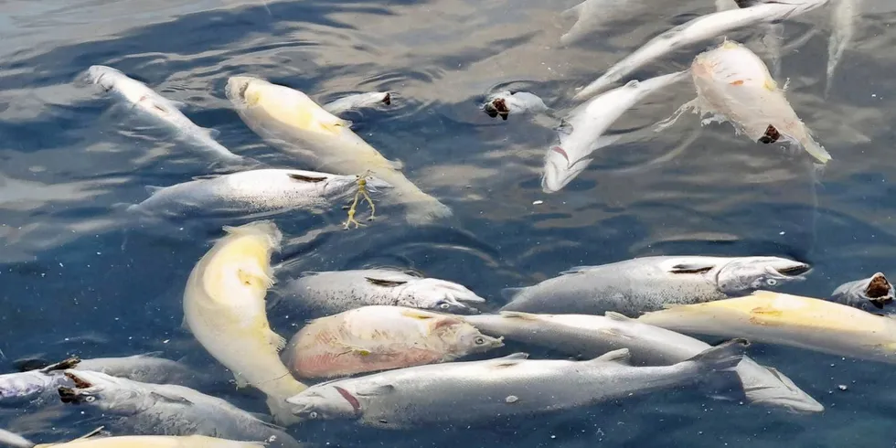 Dødfisk flyter rundt - bilde fra Mattilsynets uanmeldte inspeksjon hos bløggebåten Seivik ved Lerøy Seafoods oppdrettsanlegg på Reitholmen.