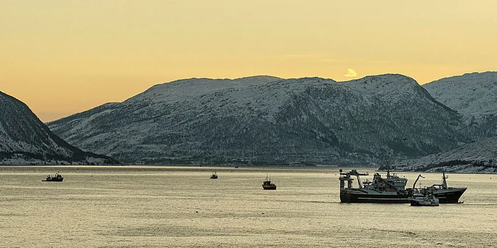 ET PUSLESPILL: Mattilgangen til silda tre–fire år før selve gytinga er vel så viktig som gytefiskens kondisjon når rogna slippes, skriver havforskerne. Her er «Trønderbas» på sildefiske i Kaldfjorden. Foto: Gunnar Sætra/Havforskningsinstituttet