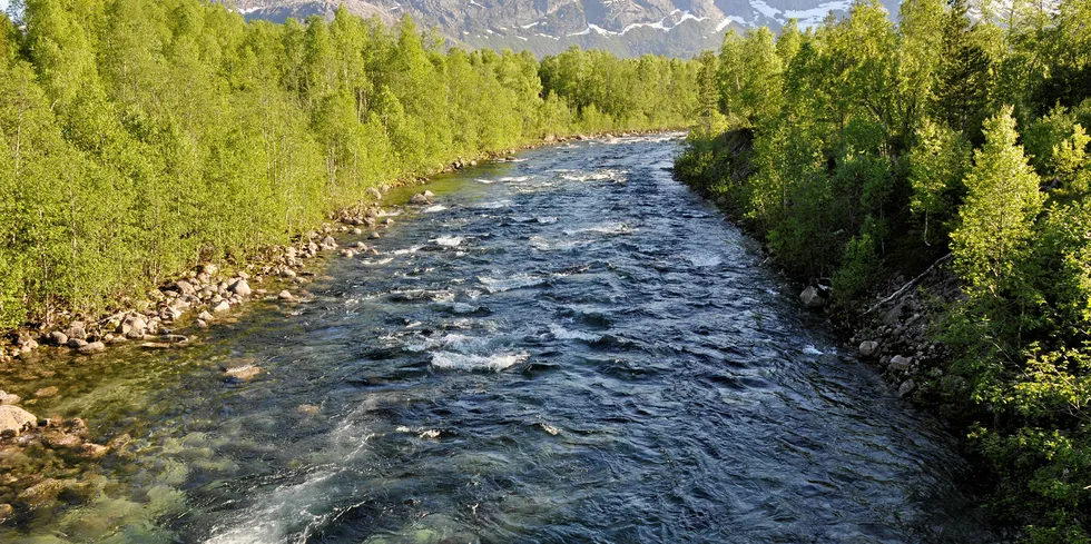 Salmon farmers continuously suffer farmed salmon escape incidents.