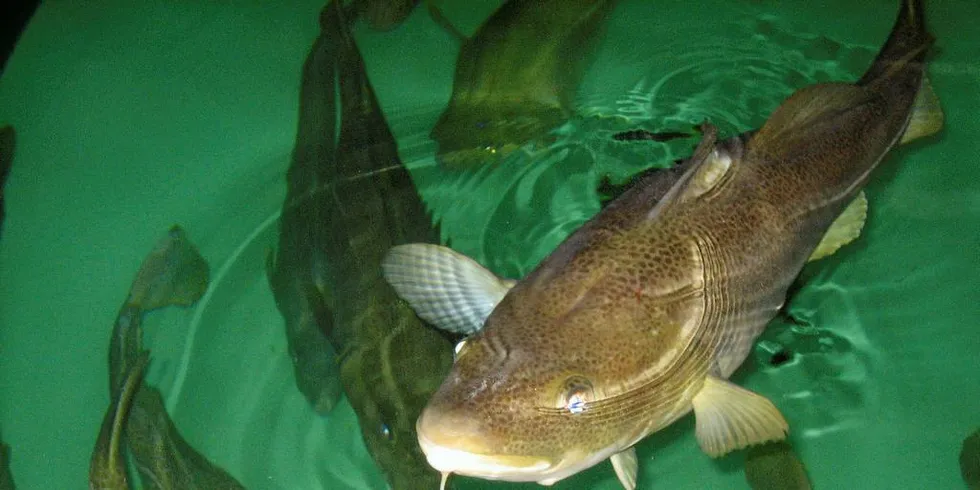 MÅ LEGGES PÅ HYLLEN: Naturvernforbundet mener at videre planer om økt torskeoppdrett legges på hyllen, og at avlsprogrammet for torsk legges ned.Illustrasjonsfoto: Nofima