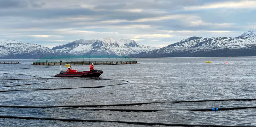 Utsett av tare på det kombinerte oppdrettsanlegget i Steigen. Utsett av tare på det kombinerte oppdrettsanlegget i Steigen.