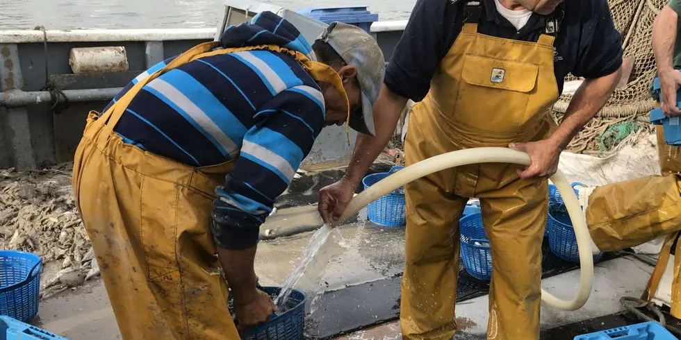 I den spanske middelhavsbyen Villajoyosa er det rundt 30 trålere som har sine fiskefelter på Alicante-sokkelen. De lander sine fangster til auksjonen, etter å ha spylt fisken ren og pakket den i kasser med is.