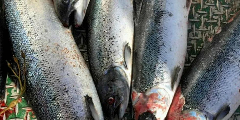 Høsten 2016 gjorde lakselusen stygge skader på laksen hos Lerøy Midt og Måsøval Fiskeoppdrett utenfor Frøya på kysten av Trøndelag.Foto: Mattilsynet