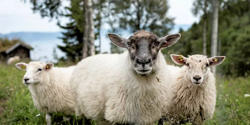 SAU: For ein 14 dagars tid sidan gjekk Norsk Vegansamfunn ut i Dagsnytt 18 og ville ha fasa ut barnesongar som «Bæ, bæ, lille lam».Illustrasjonsfoto: Line Ørnes Søndergaard