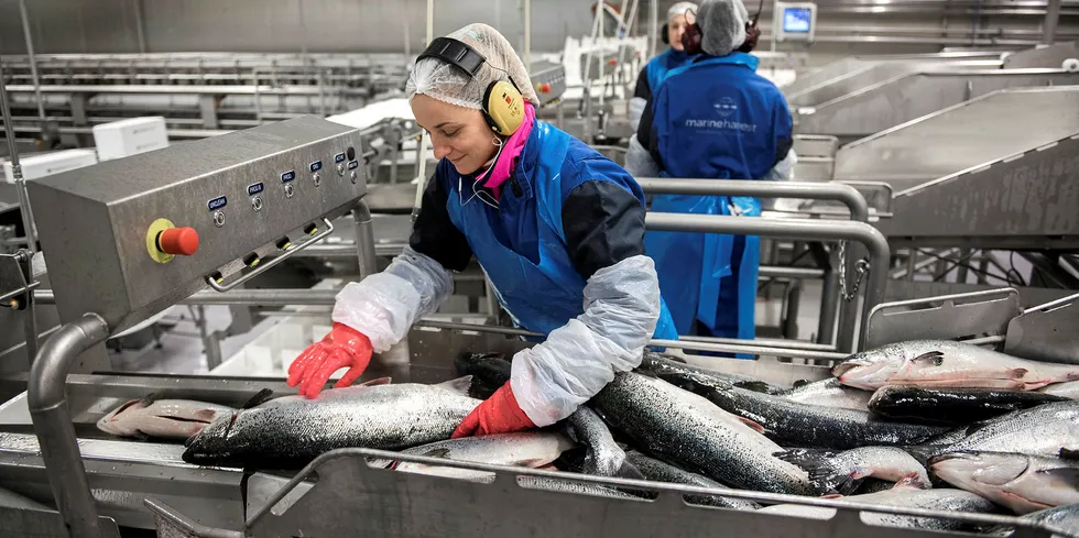 Farmed salmon prices still falling as market corrects