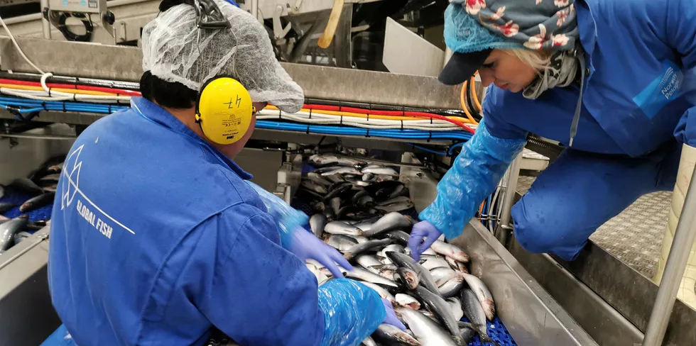 Verdiskapingen og aktiviteten fra fiskerinæringen skjer langs kysten. Tappes næringen for verdier, blir det vanskeligere å sikre bosetting og sysselsetting langs kysten, skriver Mariann Frantsen.