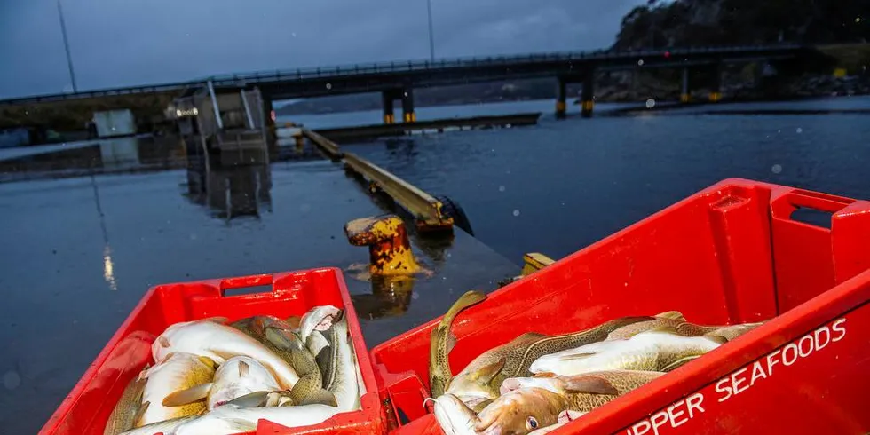 TIL MARKEDET: Etterspørselen etter torsk har i utgangspunktet aldri vært høyere.Foto: Espen Sand