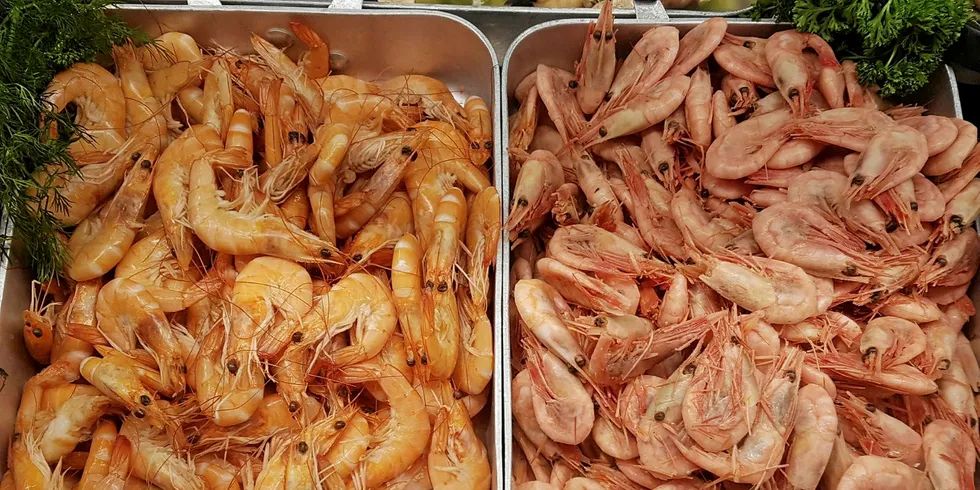 The coldwater shrimp market has seen its struggles over the past few years.