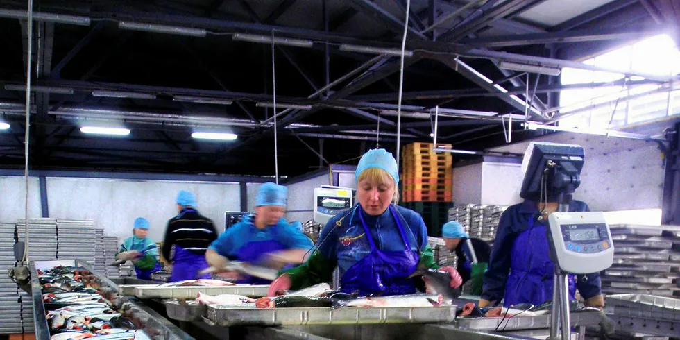 Sockeye salmon being processed in Sakhalin, Russia.