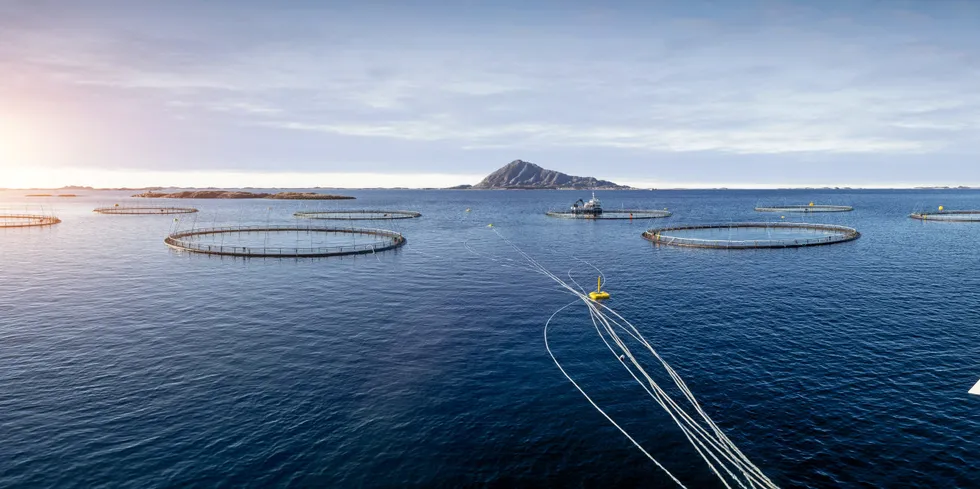 Norcod har tidligere fått pålegg om å slakte ut to merder på lokalitet Frosvika i Meløy kommune. Nå har selskapet fått pålegg om å slakte ut flere merder på flere lokaliteter.