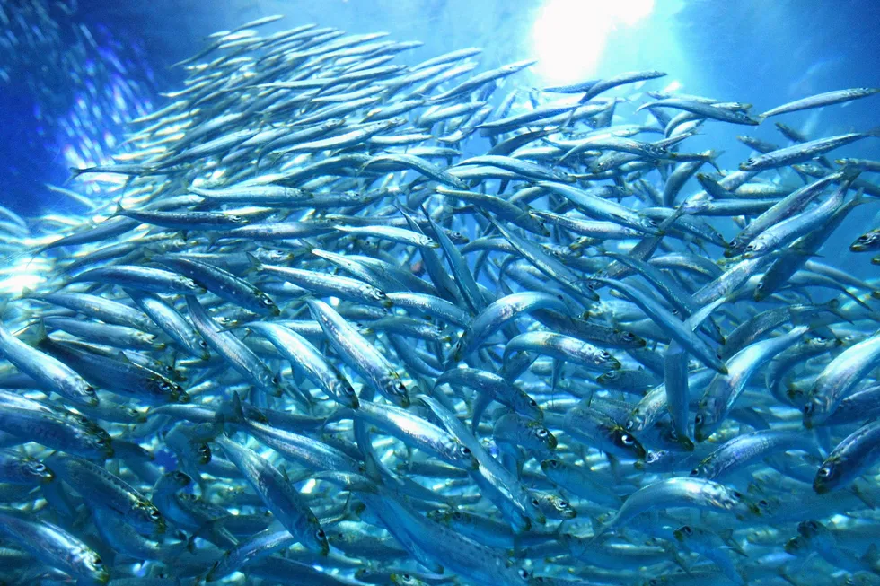 Sardine shoal.