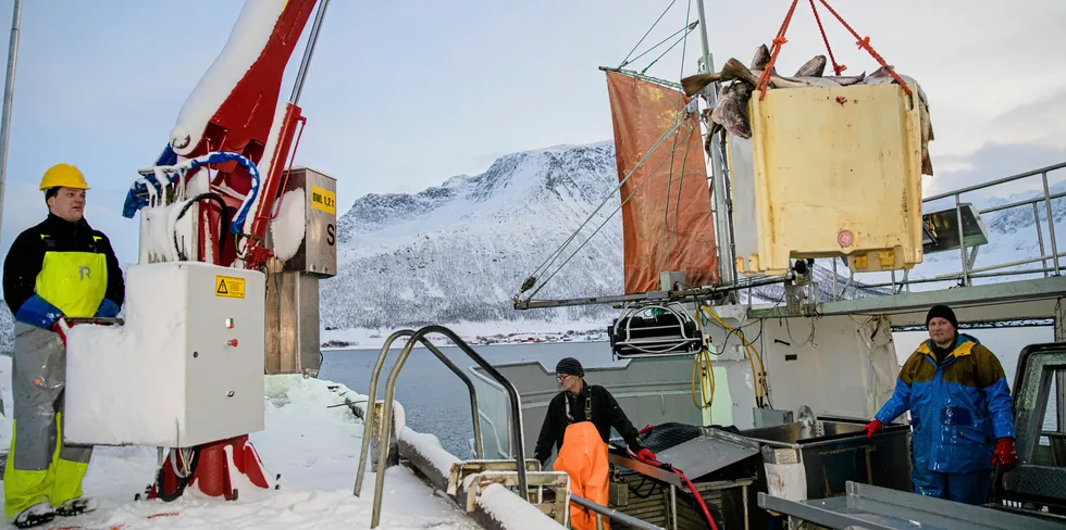 Det er ikke små kvantum som kommer på land, når det er snakk om 11 milliarder kroner. Her Fiskebåten «Mevær» som losser skrei i Tromvik. Fisker Bjørn-Helge Robertsen (fra venstre), skipper Robert Berg og Espen Berg.