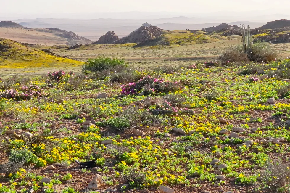 Flowers in Namibia's Tsau Khaeb National Park, where Hyphen Hydrogen Energy is due to build a 3GW green hydrogen project.
