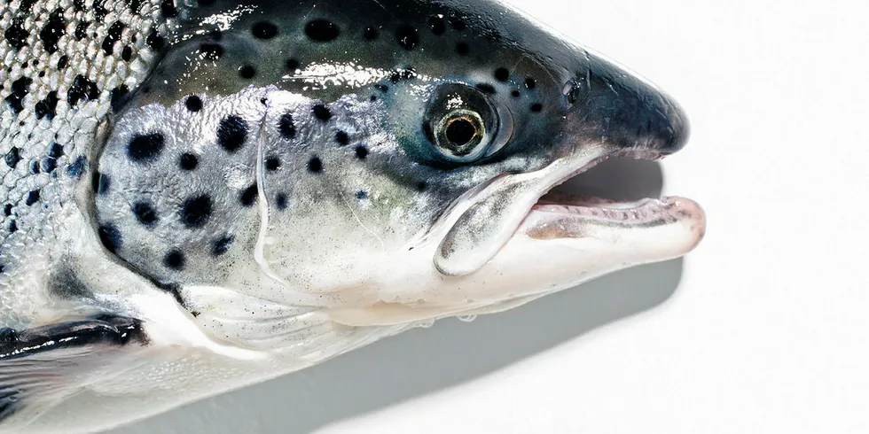 AquaBounty sold its first batch of GM salmon to customers in Canada in 2017.