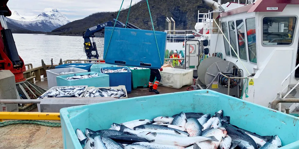 Kasse på kasse med død laks heises opp på kaia på landbasen til Northern Lights Salmon i Balteskard i Sør-Troms, etter at dødelige alger tok livet av flere hundre tusen laks. Nå frykter klimaforskerne flere algeangrep i årene som kommer.