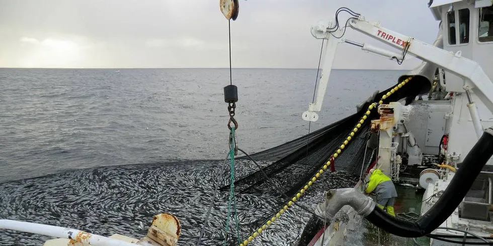 «Trønderkari» på seinotfiske i 2016.Foto: privat