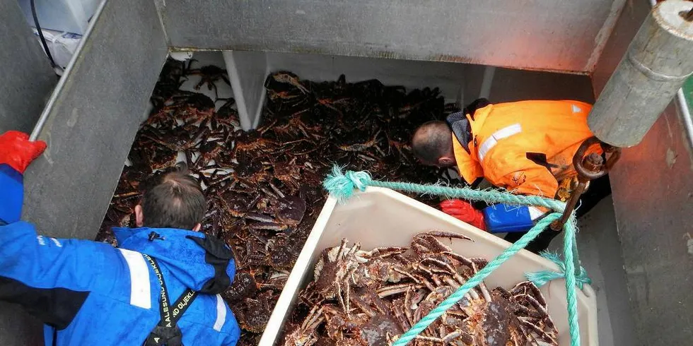 MOBILT: Merking på individnivå og tilsvarende på fryste cluster av kongekrabbe kan være måten å få bukt med svart omsetning av kongekrabbe.Foto: Norges Råfisklag