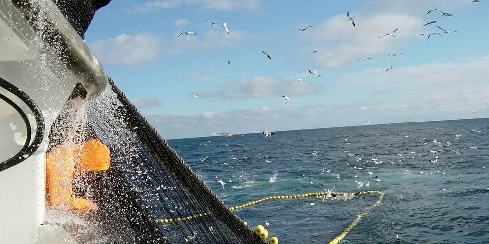 KLARER SEG: Det ser ut som pelagisk fisk klarer seg best igjennom pandemien, men festen er nok snart over for hele sjømatnæringen og at eksportverdien heretter vil falle.Illustrasjonsfoto: Rune Kvamme