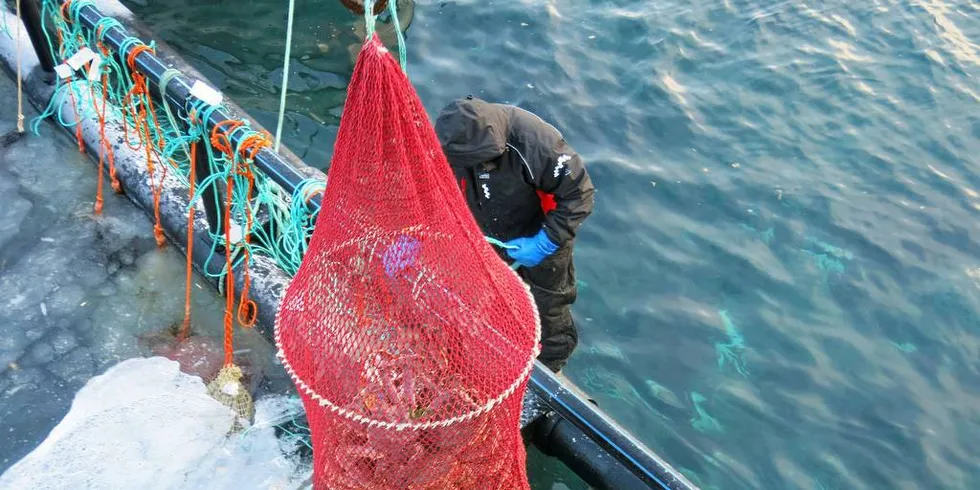 REKORD: Aldri før har fiskerne fått betalt så mye for kongekrabben som nå. Lite krabbe i markedet skaper stor etterspørsel.Illustrasjonsfoto: Agnar Berg