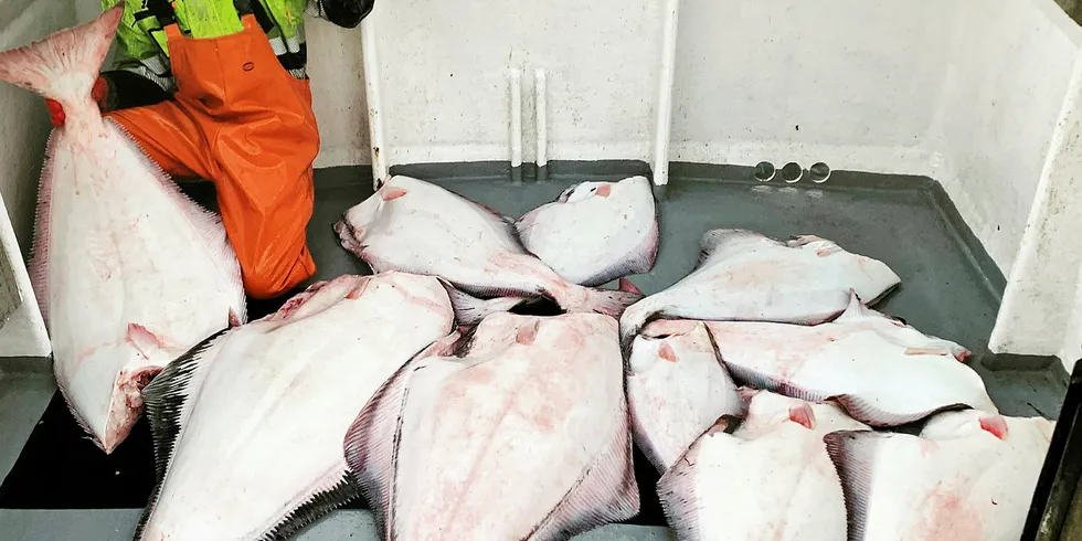 KAISALG: Andreas Drage fra Hemnesberget kjøpte morfarens sjark, og satser nå for fullt som yrkesfisker. I februar setter den spreke helgelendingen kursen for Lofoten, og han krysser fingrene for at han får ristet av seg den plagsomme sjøsyken på Lofothavet. Andreas fikset forøvrig julekveite til mange sambygdinger i vinter. Han har fått dispensasjon til å selge fisk ved kai, noe mange kunder setter stor pris på.